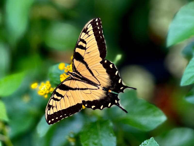 The Yellow Butterfly: A Symbol of Love and Connection