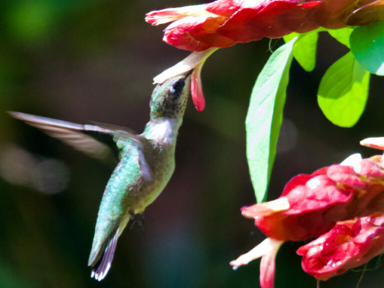 Trigger or Glimmer: Which Are You?