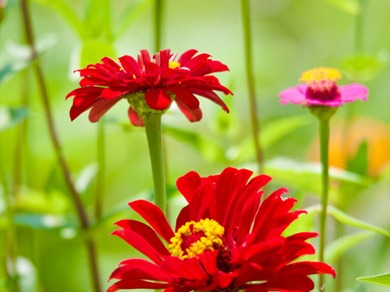 Are You a Late Bloomer?