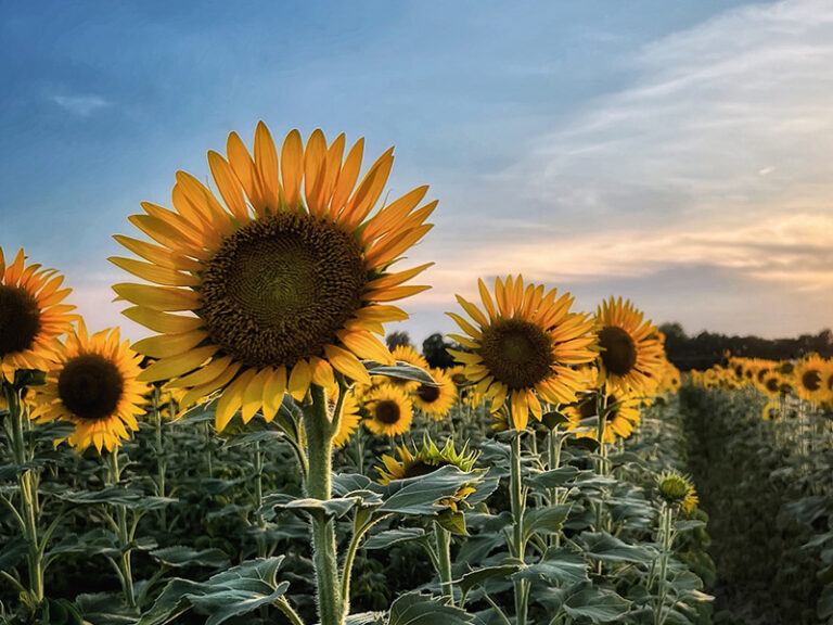 Who Wrote Your Aging Script?