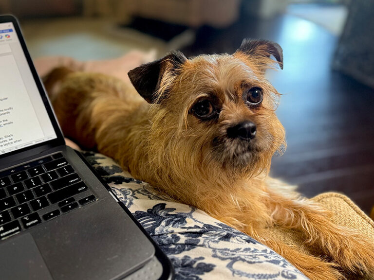 Lessons From My Rescue Dog Gabby