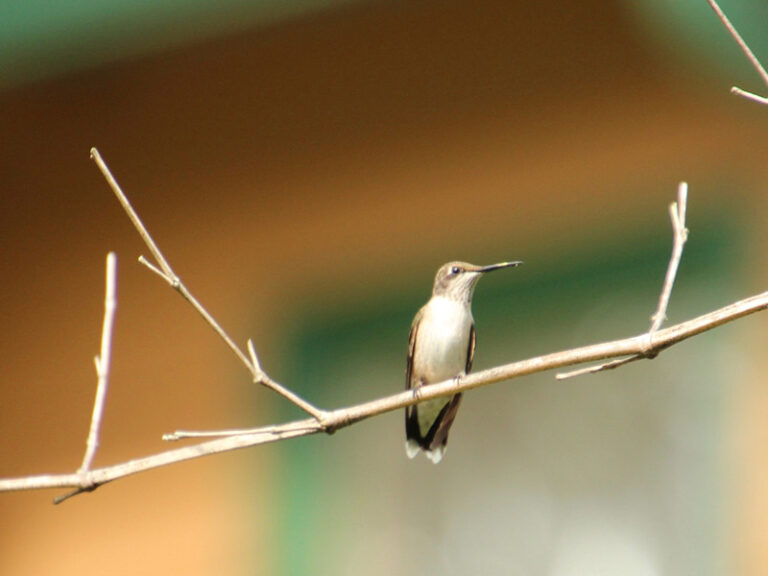 Life is always a tightrope or a feather bed. Give me the tightrope.