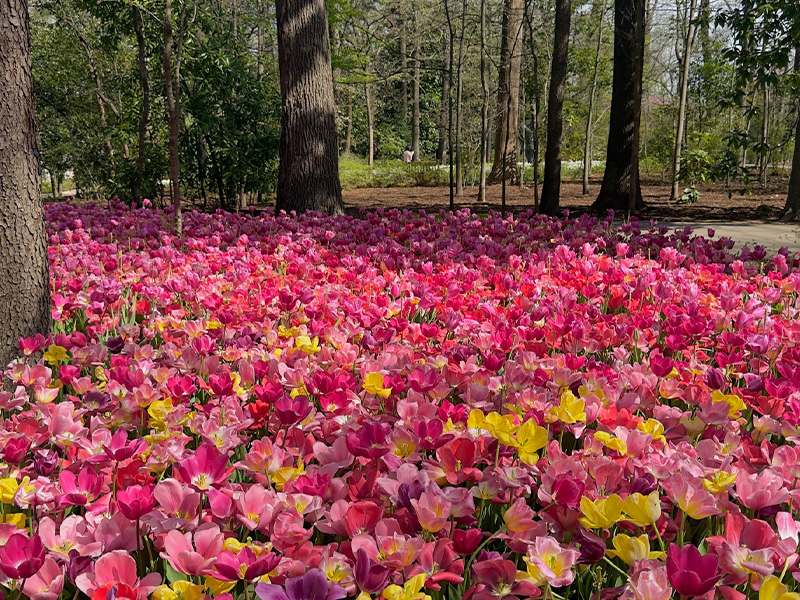 Joie de Vivre, Joy of Life: Lessons from Ann